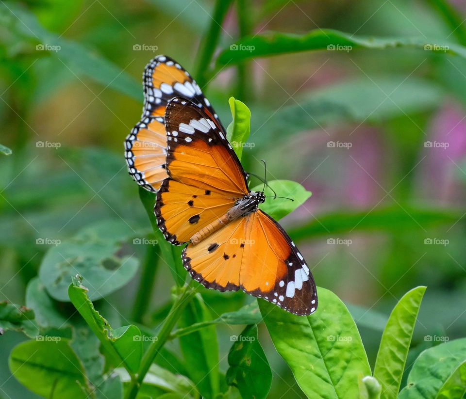 Danaus chrysippus butterfly