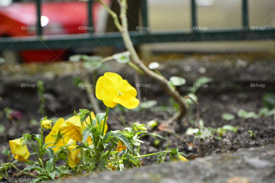 Little Yellow flower in the garden