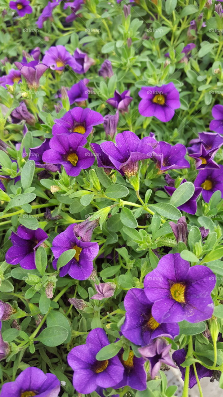 bright purple flowers