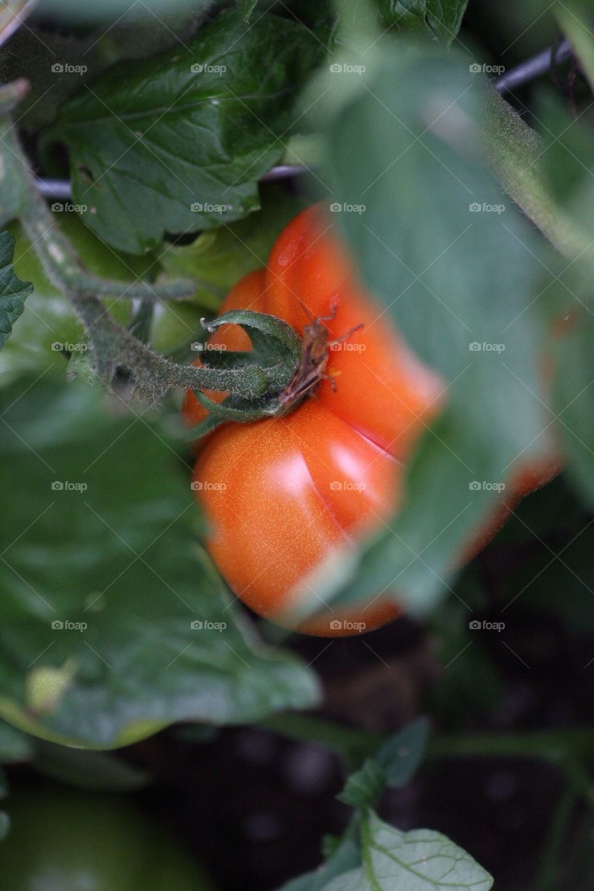Hiding tomato, beautiful food