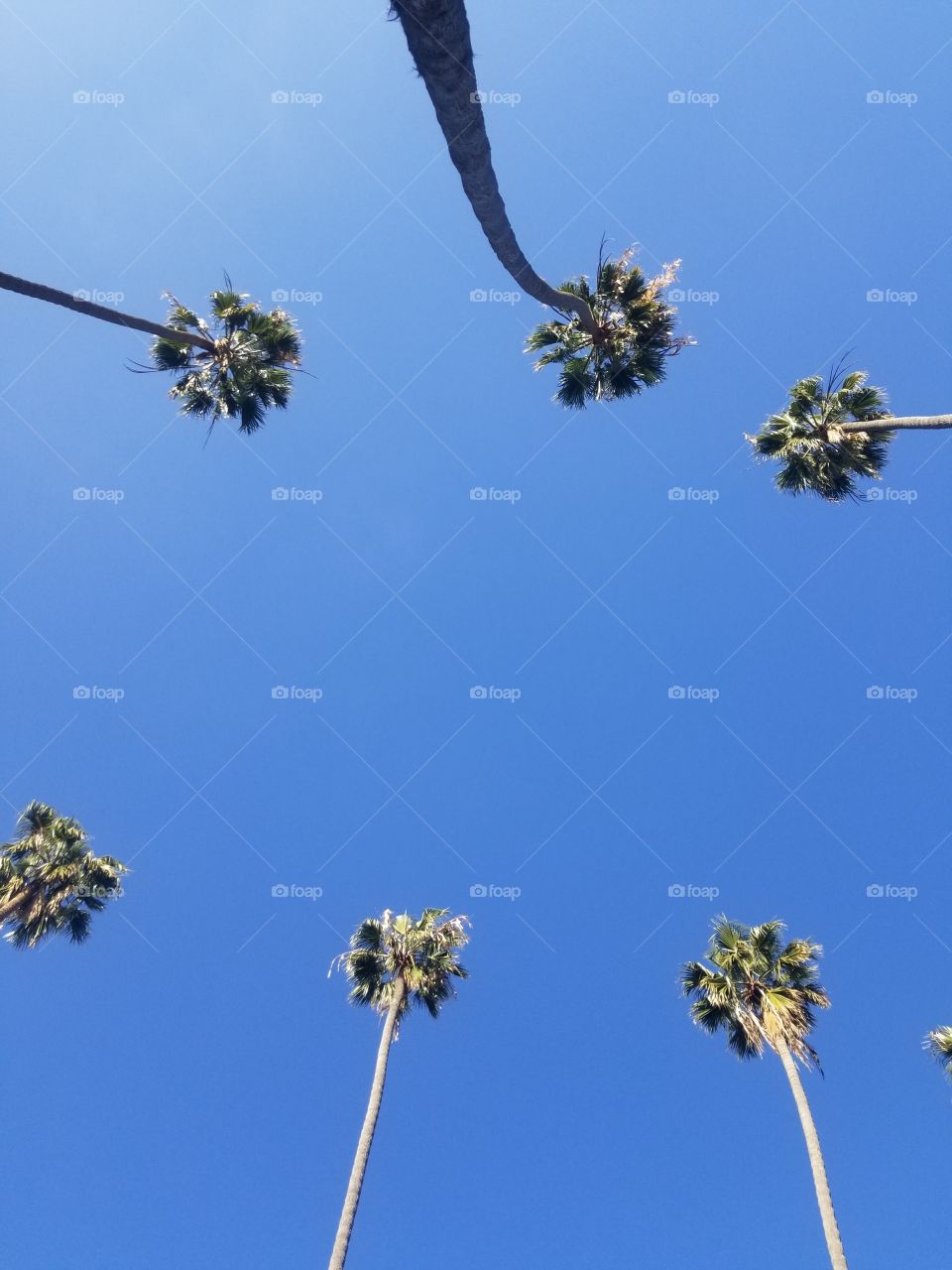 Palm Trees in beautiful California coast on a hot Summer Day.