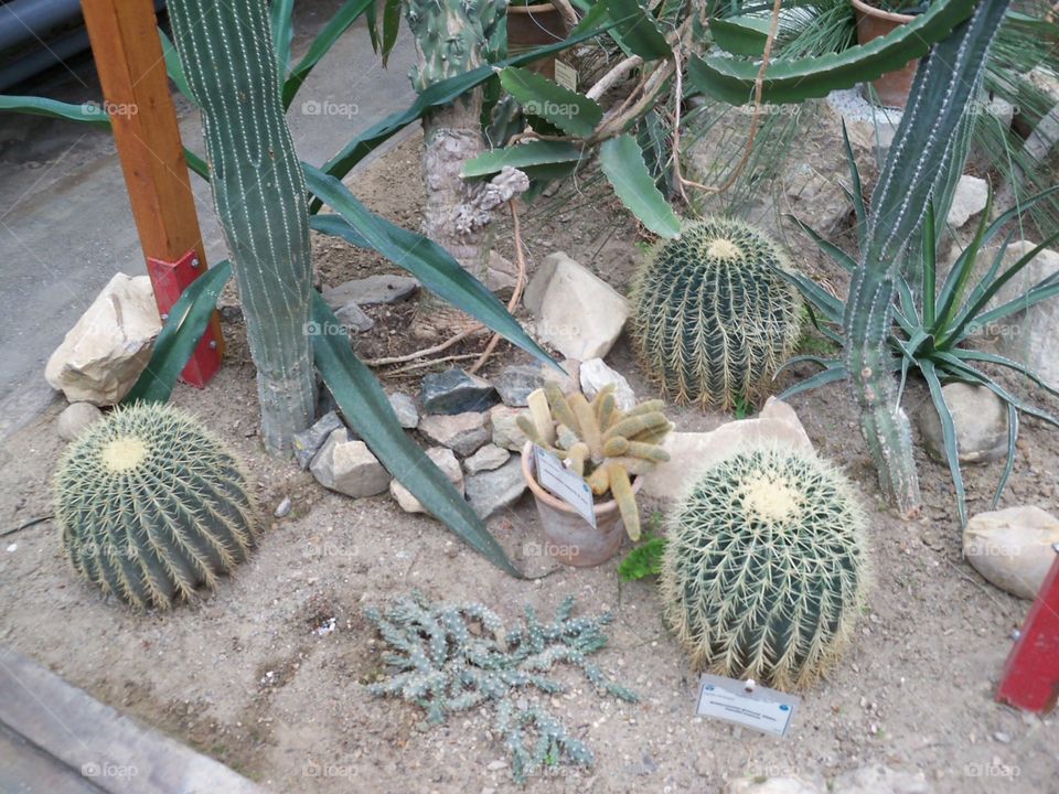 cactus