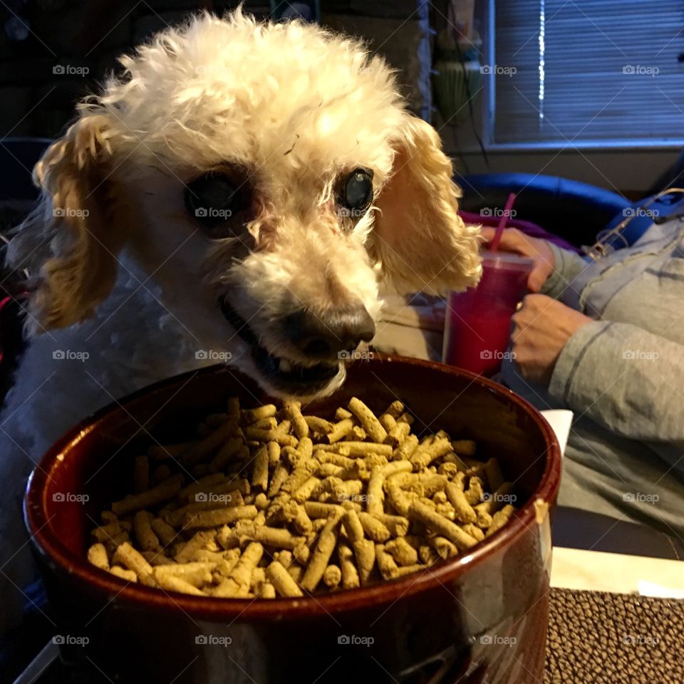 Dog Poodle Eating Dry Food From Table