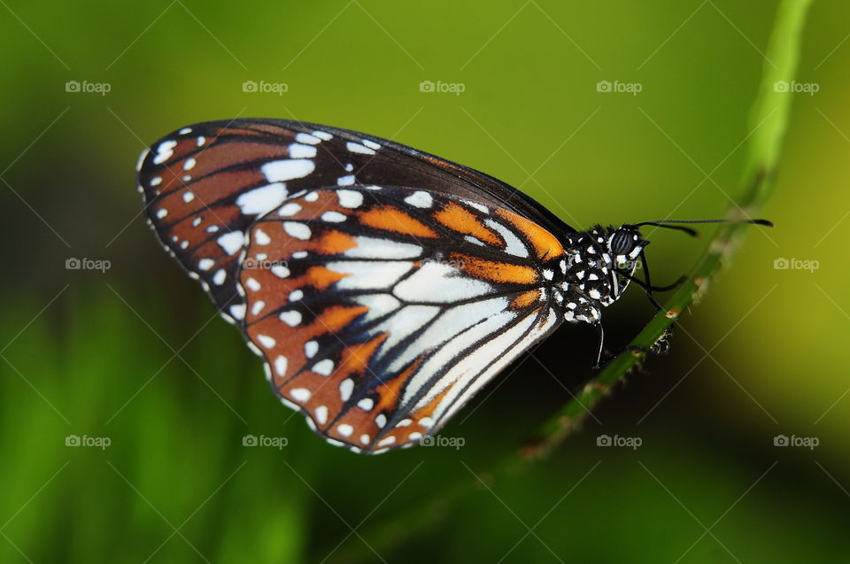 Wanderer Butterfly.