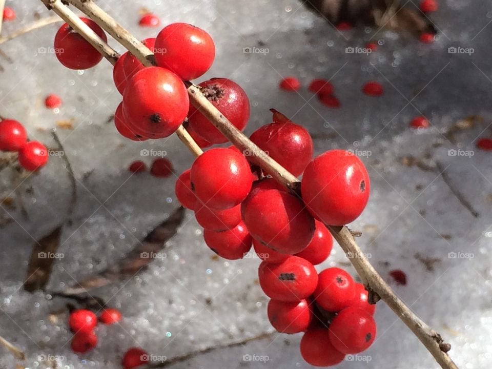 Berries in snow