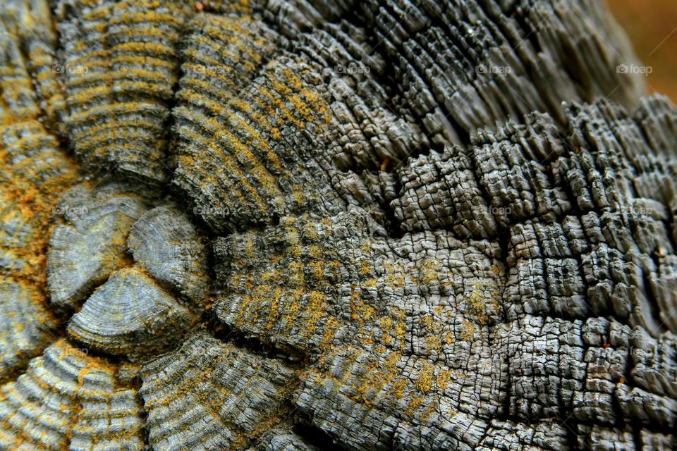 tree stump focus on the rings.