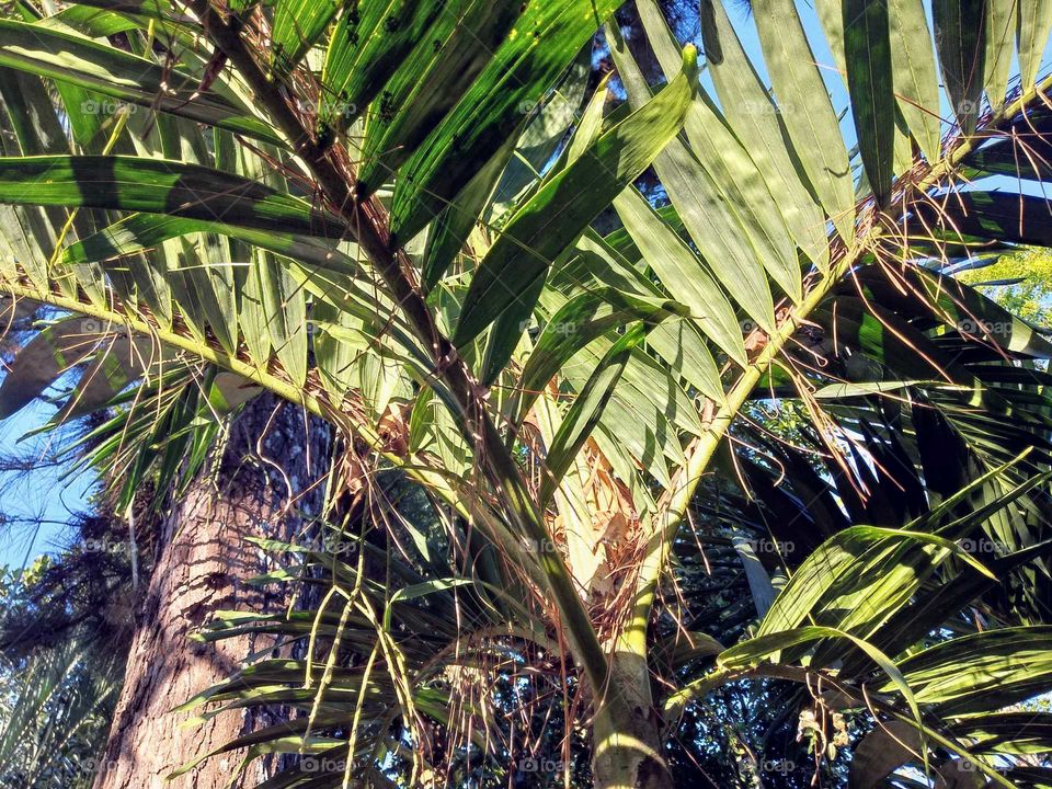 tropical tree