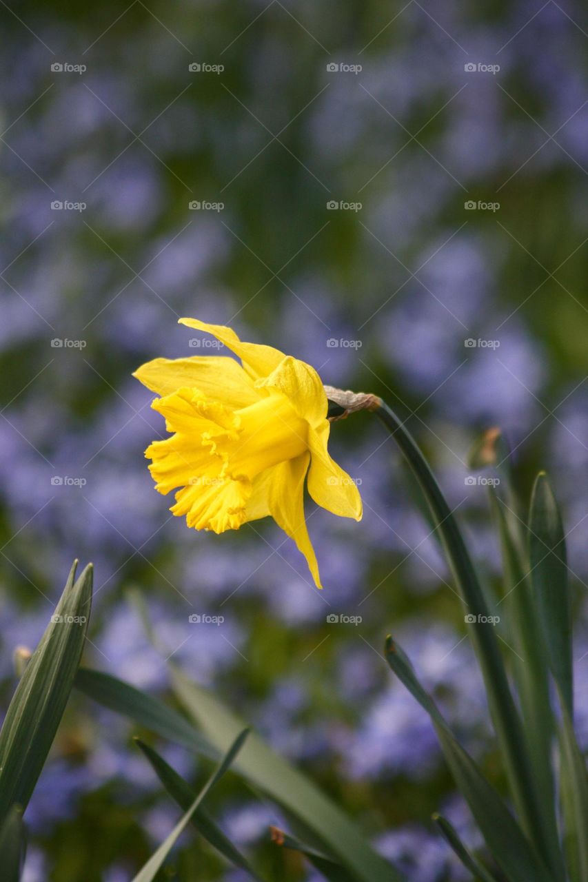 Yellow daffodil on a backdrop of a field of purple flowers.