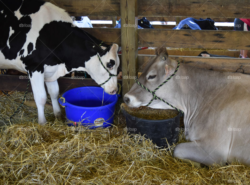 Cows at the county fair