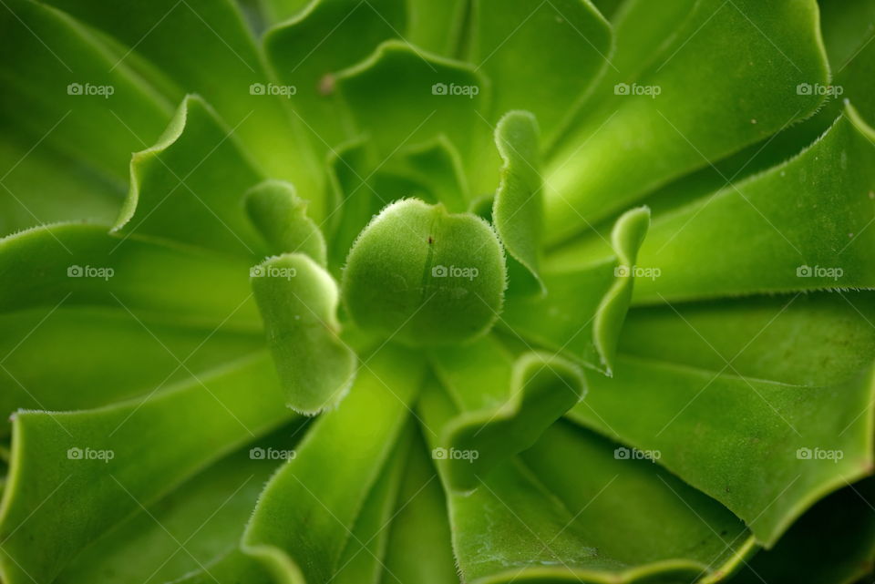 succulent close up