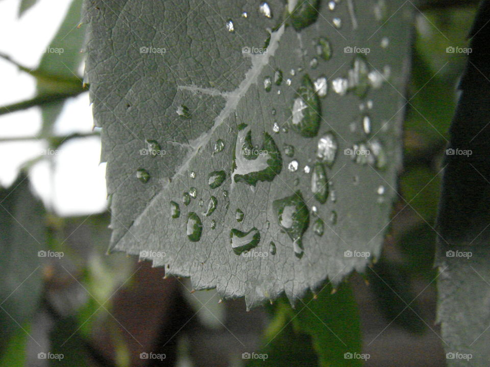 rain drops