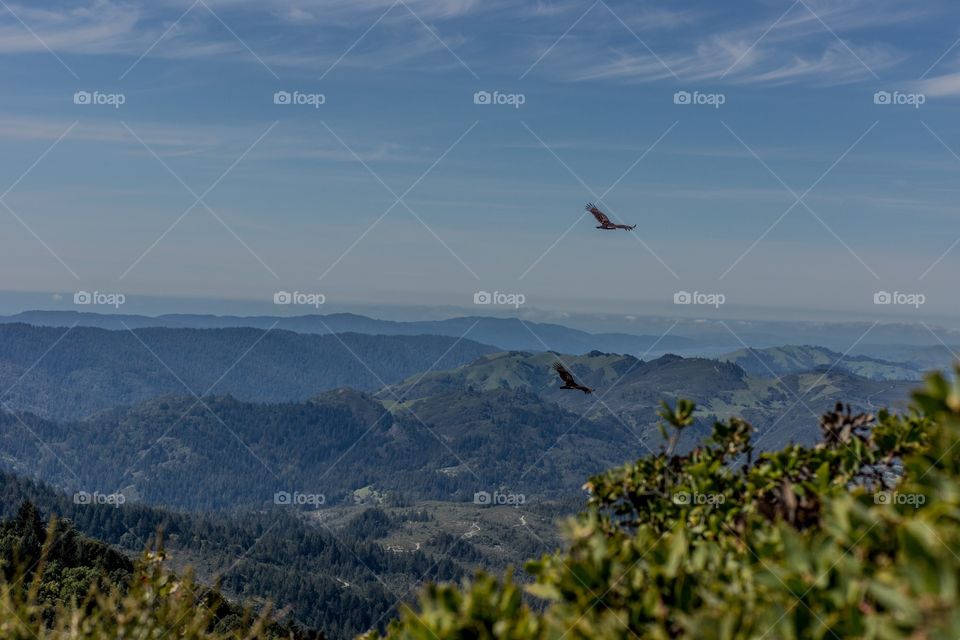 Mt. Tamalpais East Peak