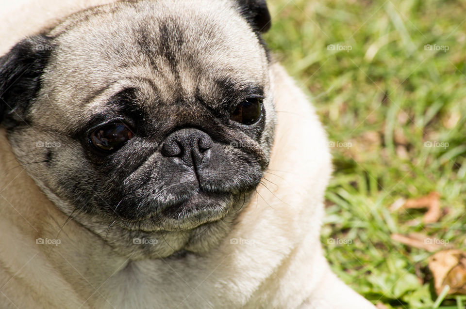 Cute Pug dog relaxing in summer sun on grass 