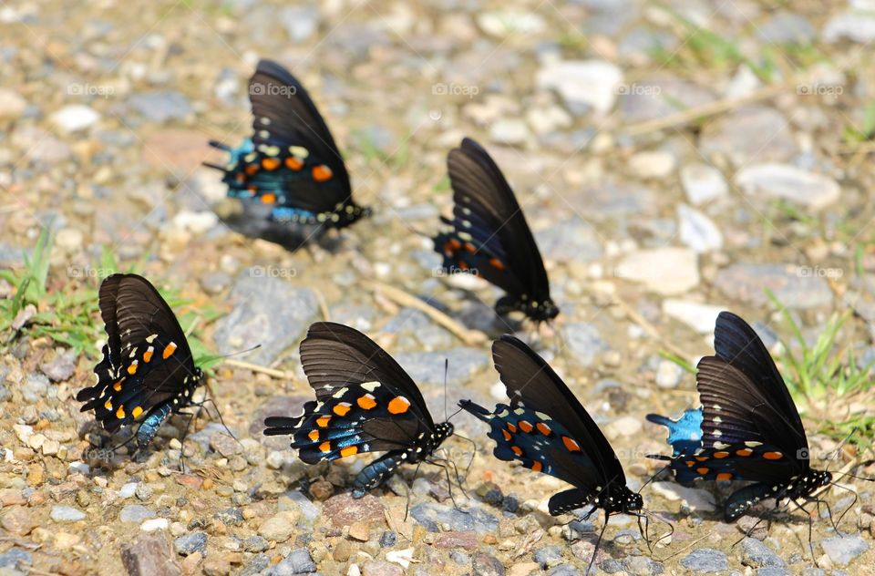 Congregating butterflies 