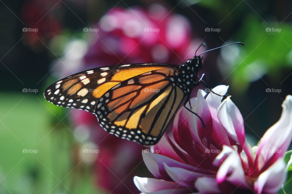 Monarch butterfly on a white tip pink flower 