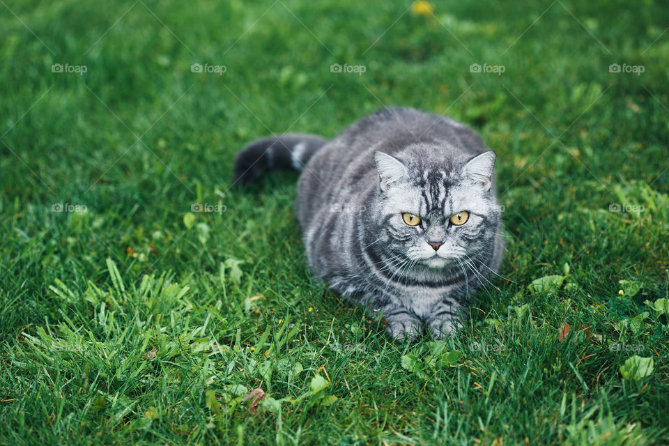 Grey cat sitting on a grass in a garden. Copy space room for text