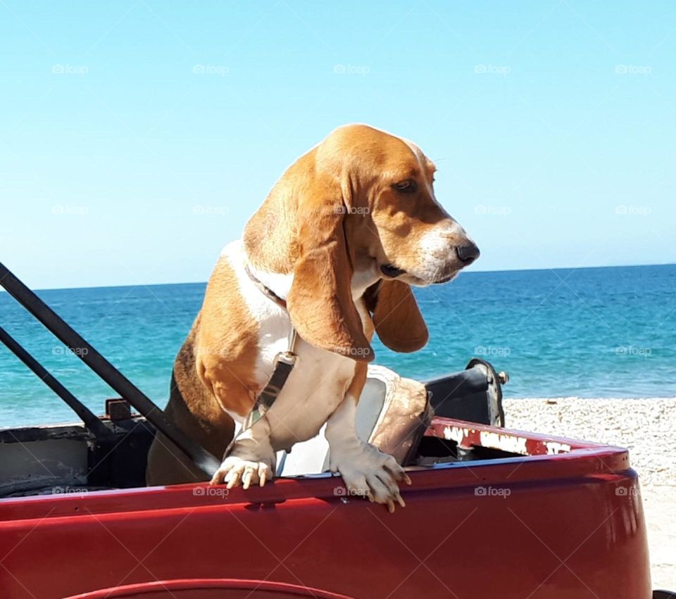 pompeya in the beach life