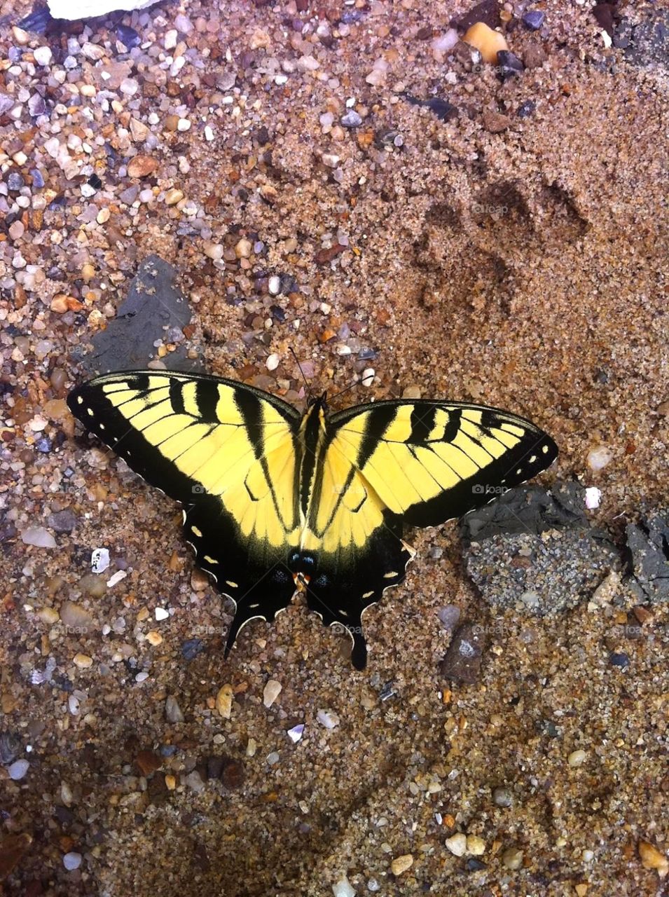 Butterfly. Tiger Swallowtail
