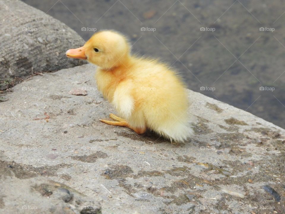 A yellow duckling at the river 