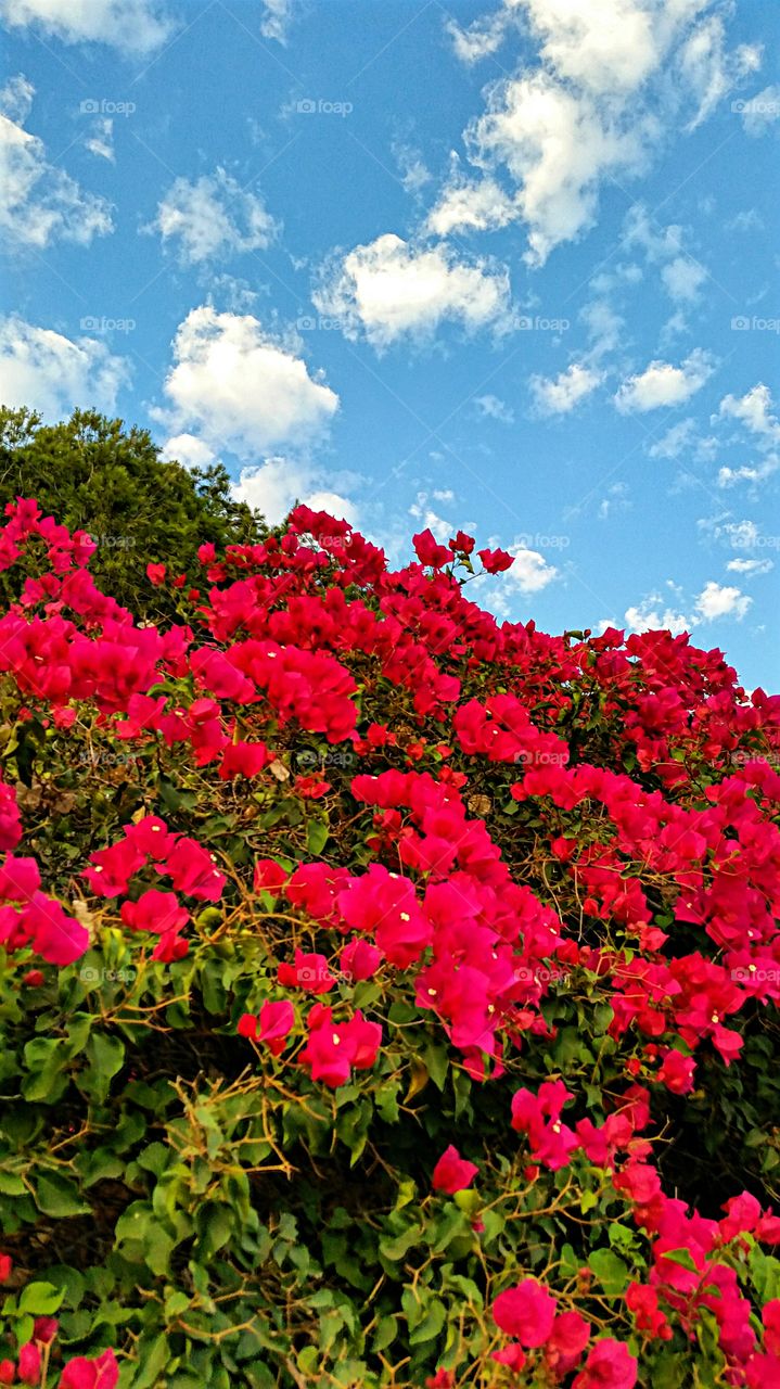 Red Bougainvillea. Looking up at the red Bougainvillea  against a bright blue sky dotted with fluffy white clouds!