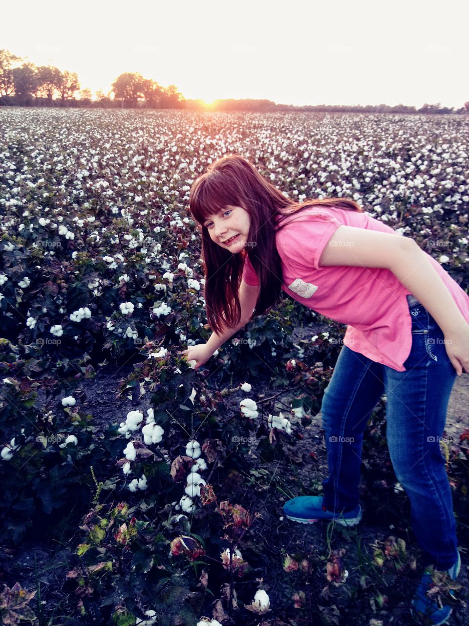cotton pickin time
