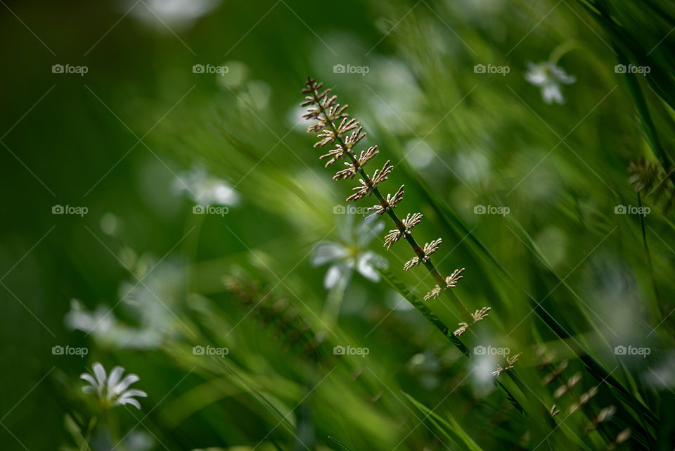 Green story of nature