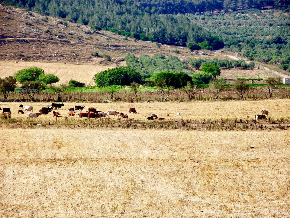Cows in a field