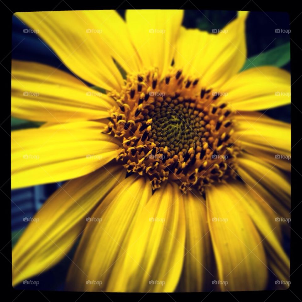 Sunflower 