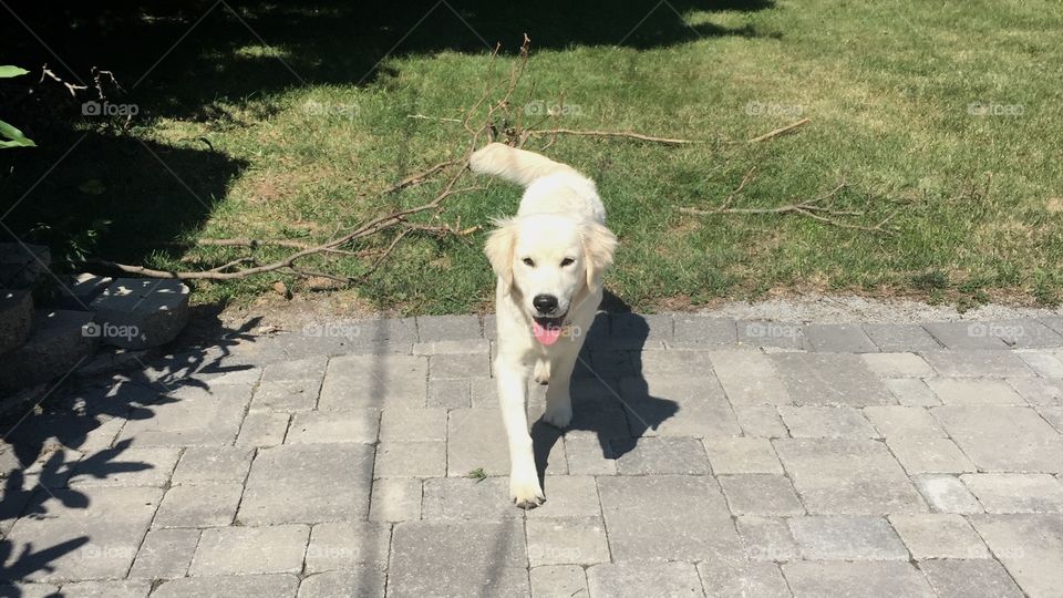 Smiling pup