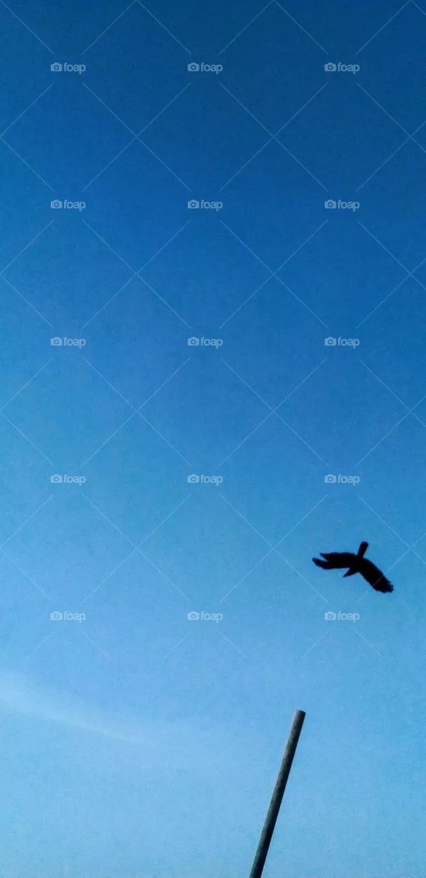 flaying birt