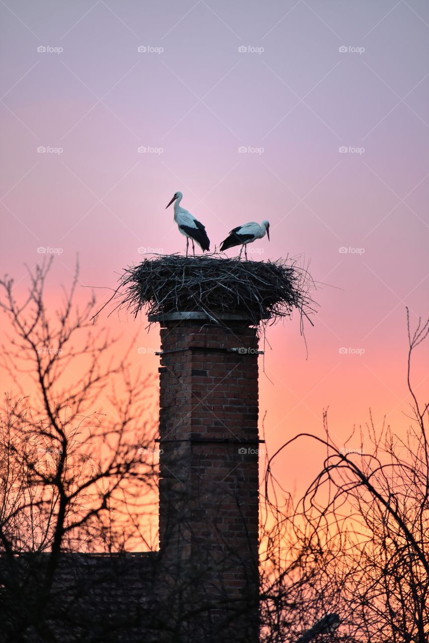 Storks in the nest on the chimney