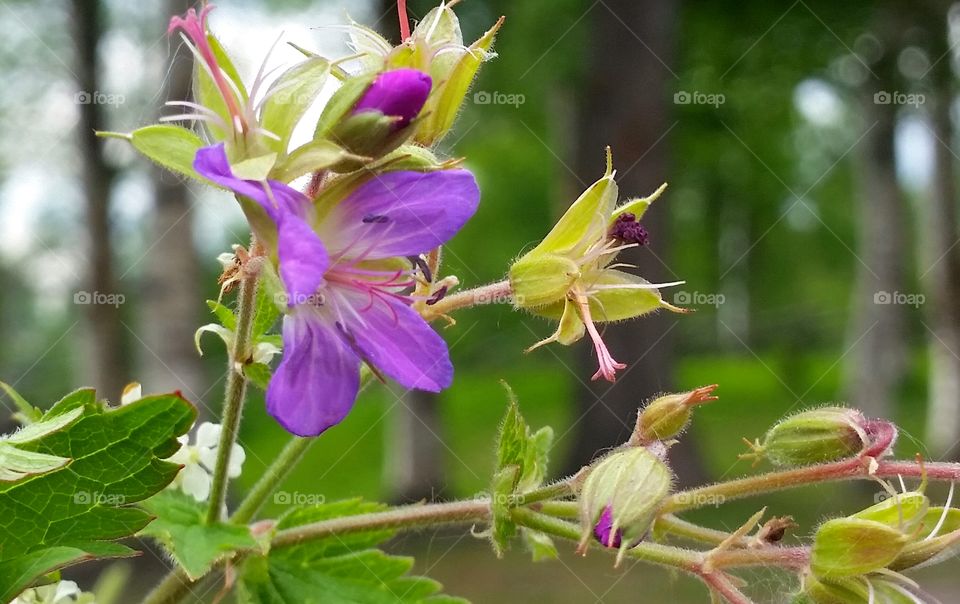 Midsummer flower!