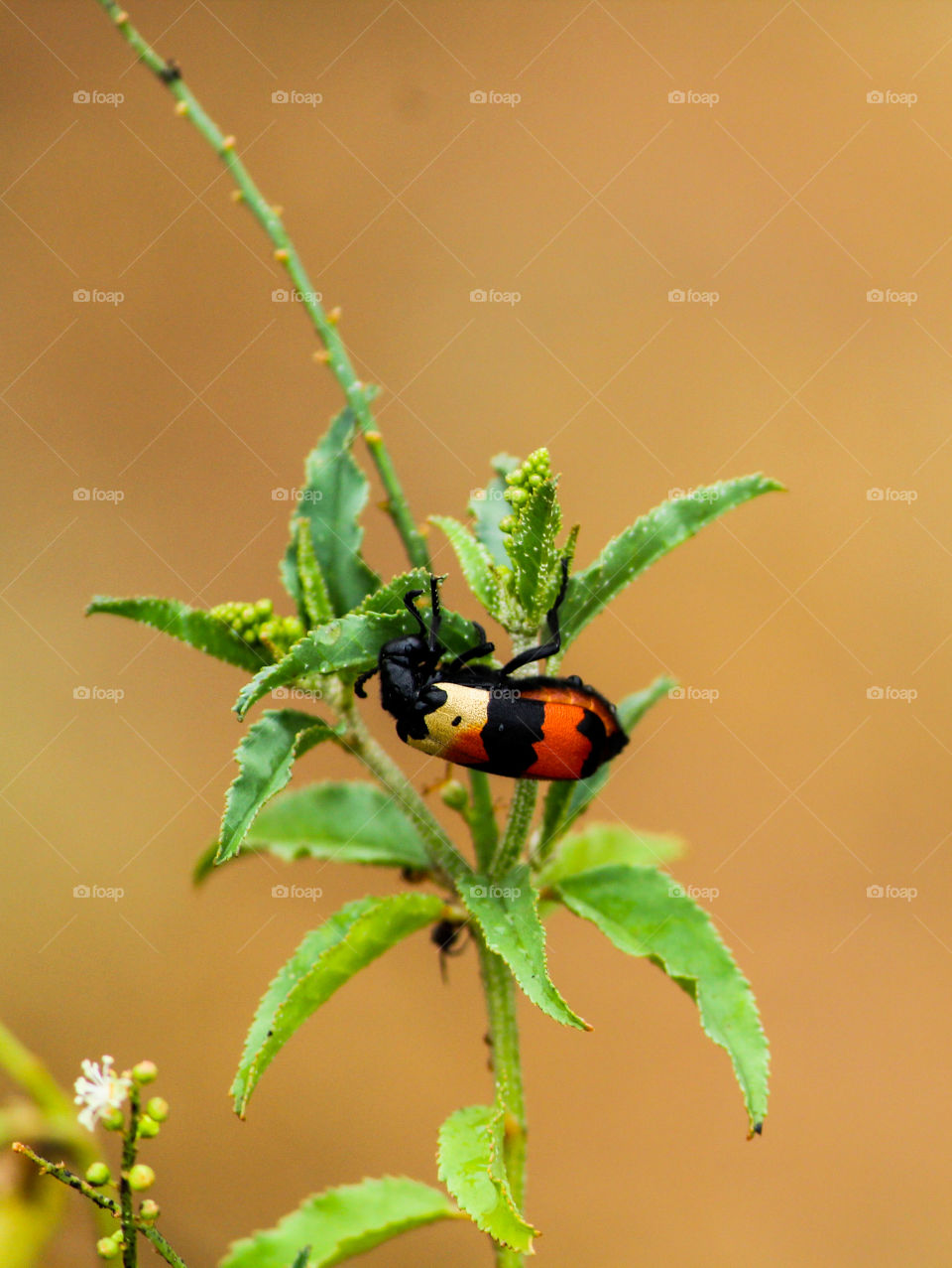 A story of hycleus who is one of a beautiest bug in world