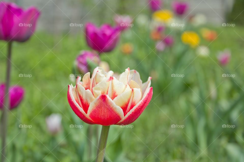 tulips