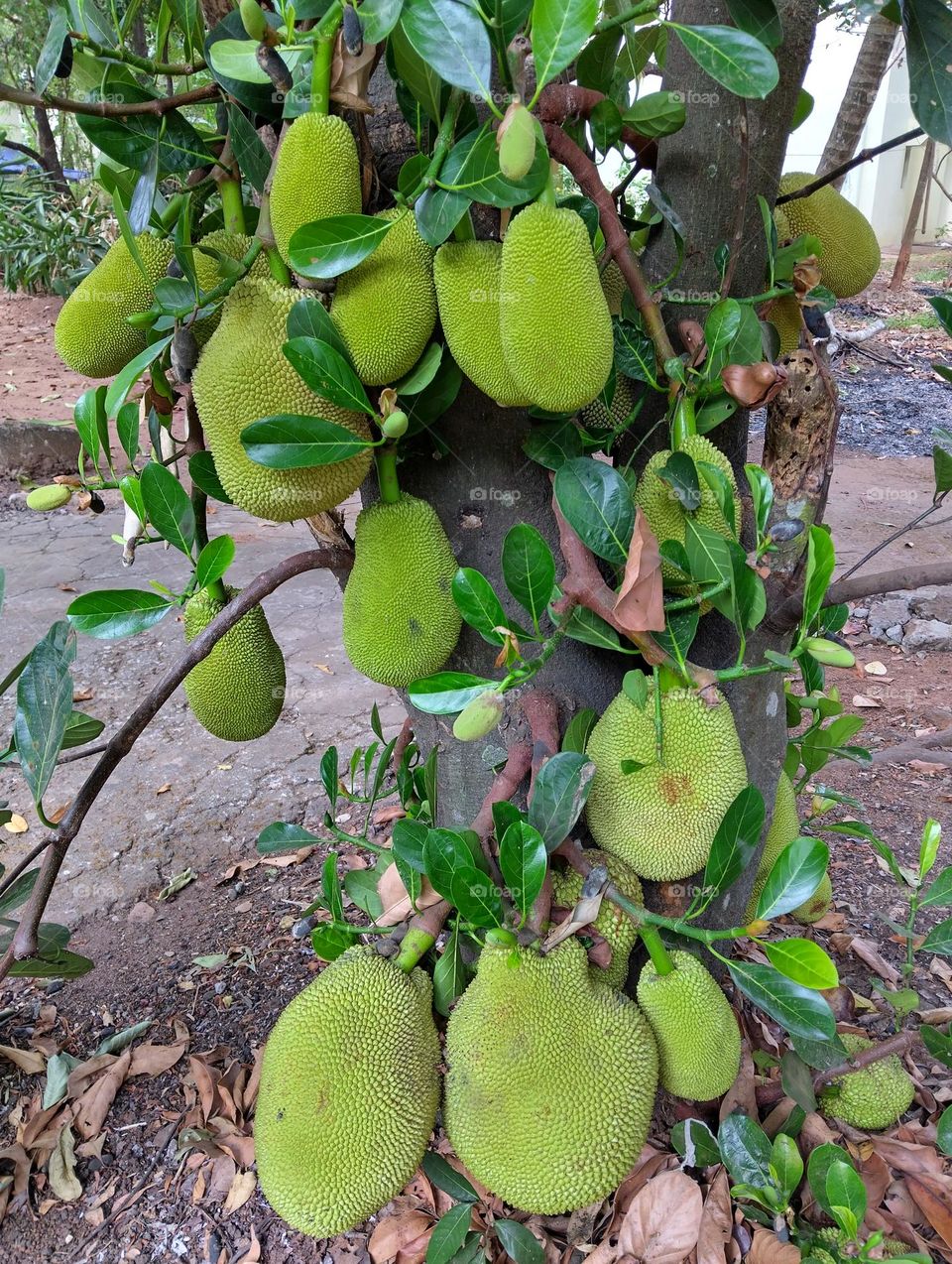 jackfruit