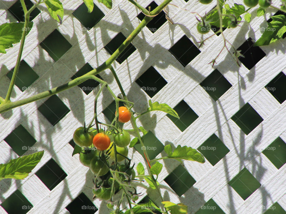 Closeup of my ripening cherry tomato plant in the late afternoon summer sun producing shadows on the white lattice  on my deck garden boxes. 