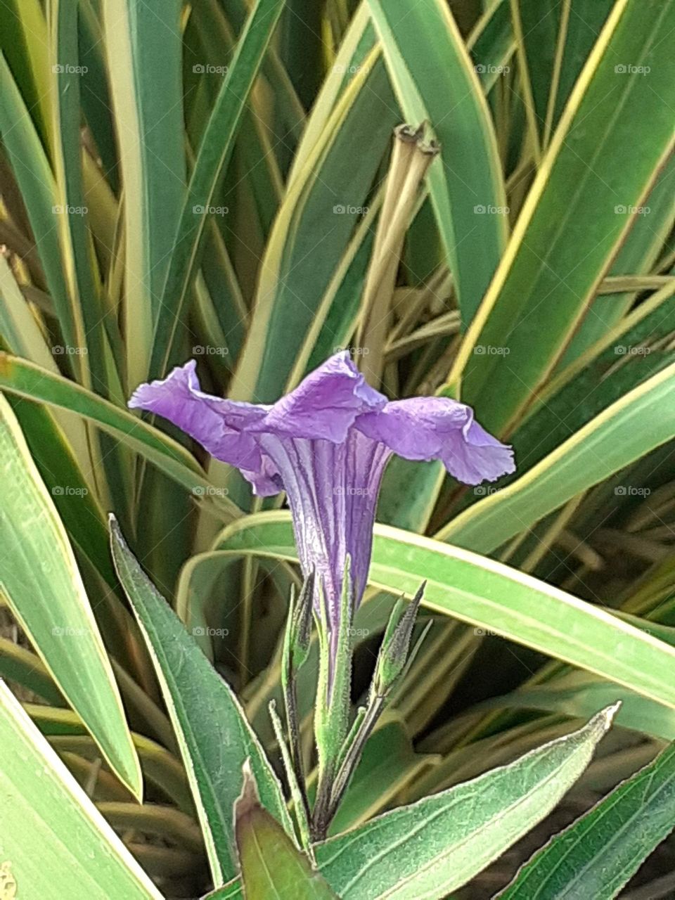 flor lila solitaria