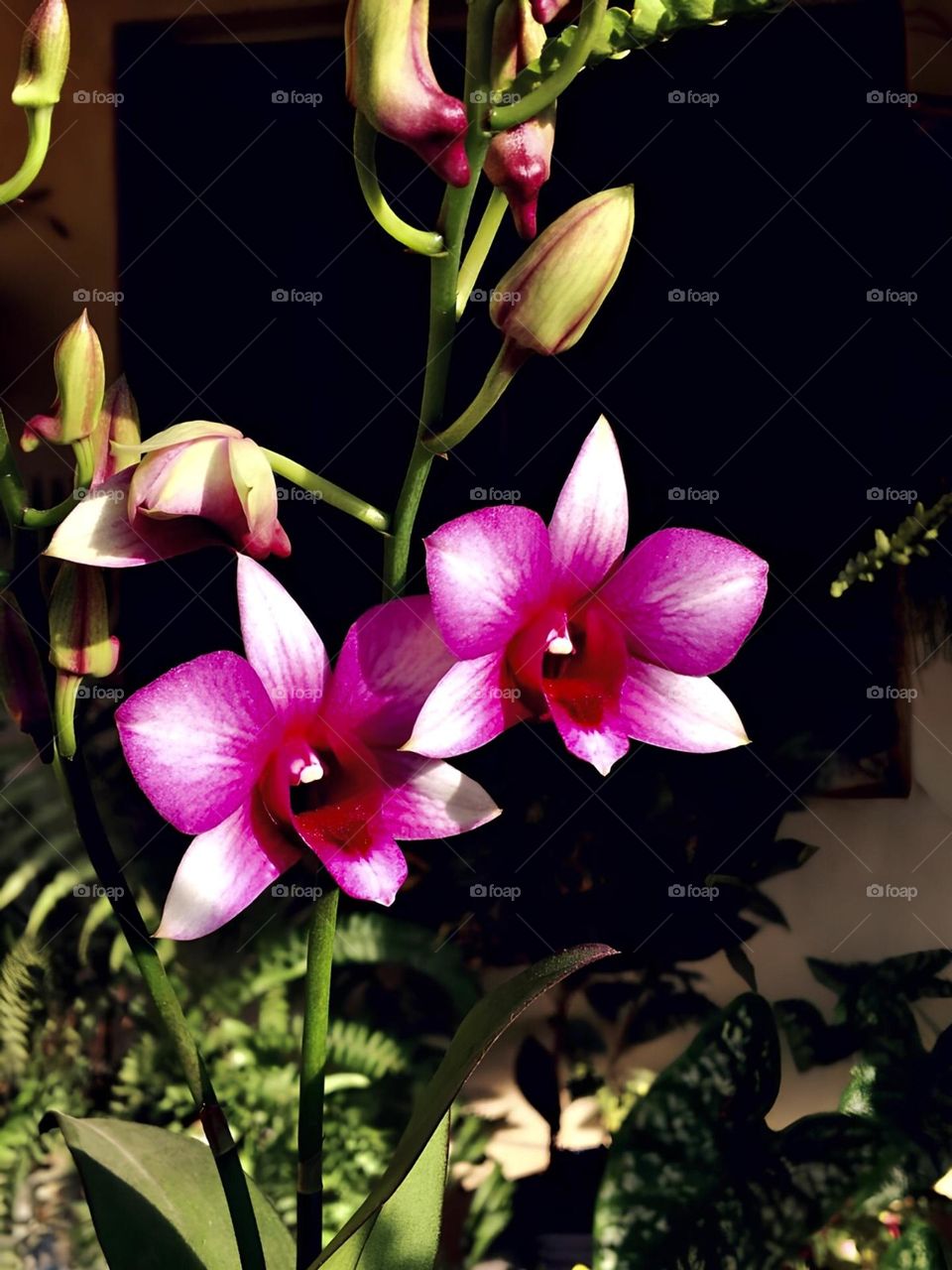 Mais uma das fotos que tirei dessa orquídea, ela têm cores bem vibrantes mais ao menos tempo contém delicadeza, elegância e charme, como qualquer orquídea deve ter.