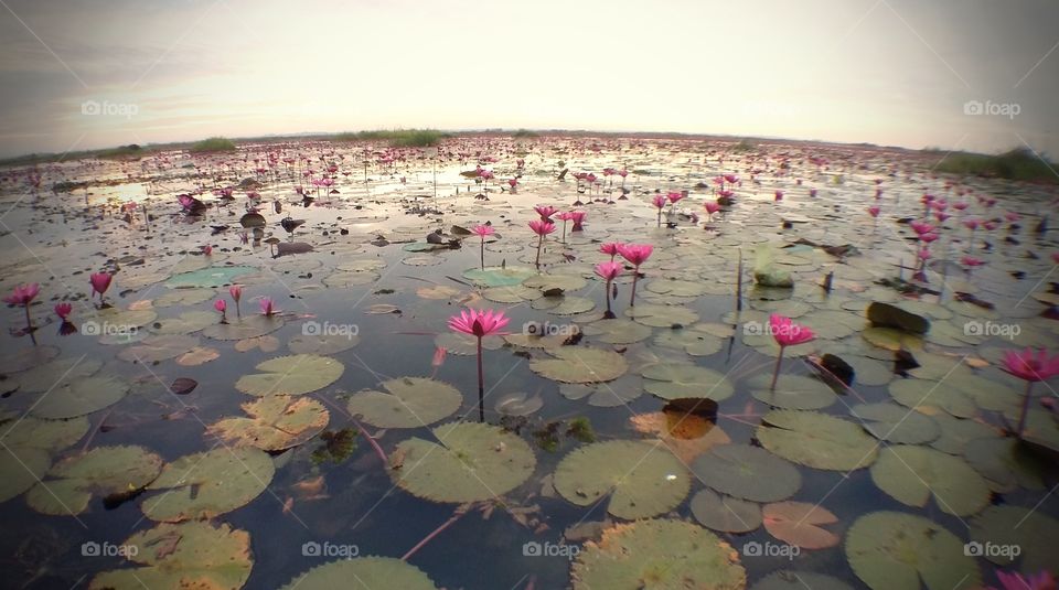 The Lake of Water Lily