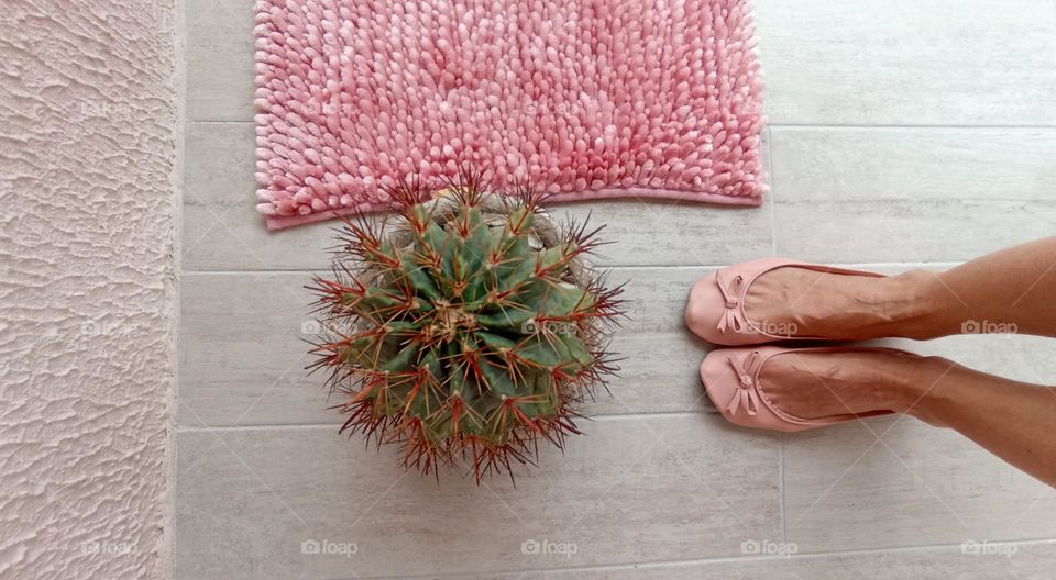 cactus top view house plant and female legs shoes