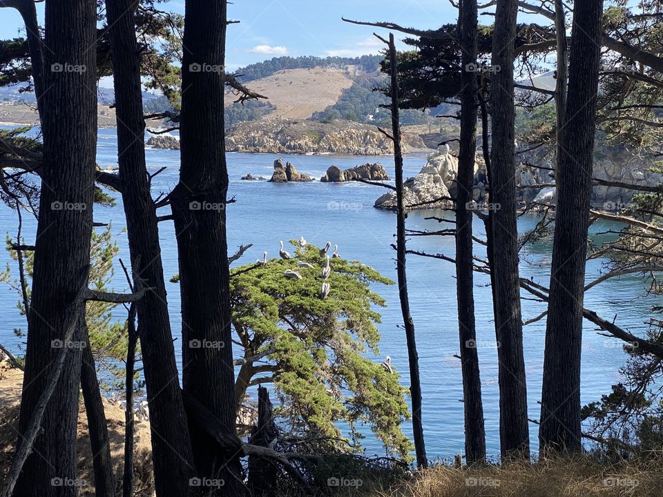 Point Lobos State Natural Reserve