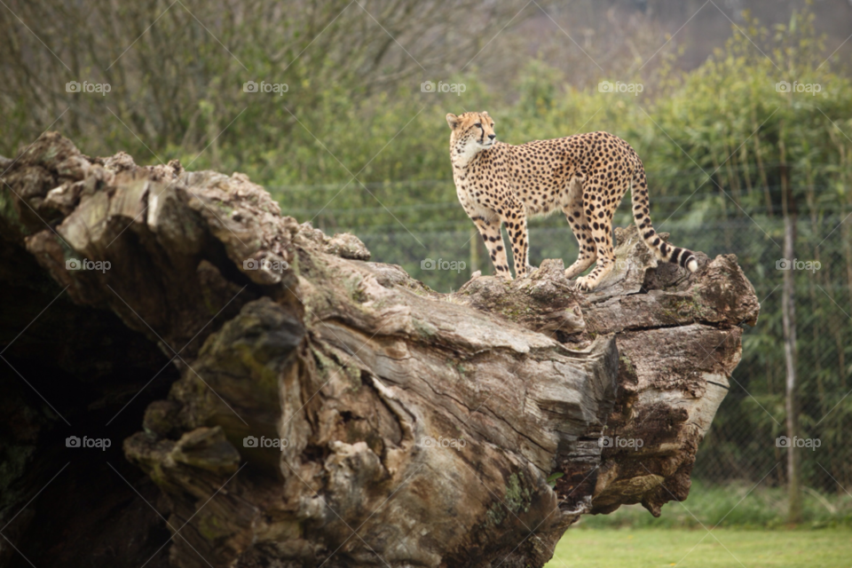 nature animal wild cheetah by maapu