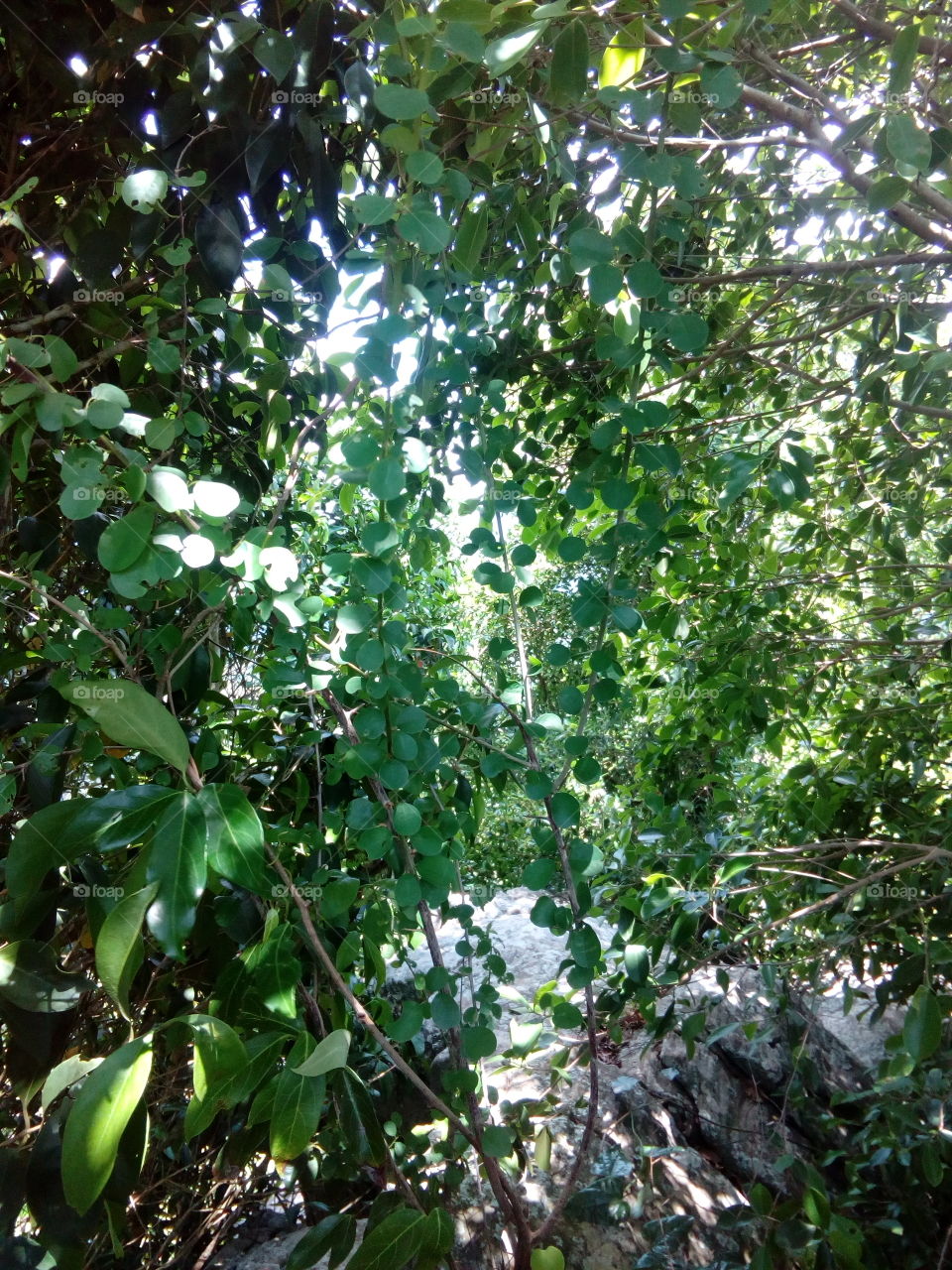 it's a samall plant with a jungle.