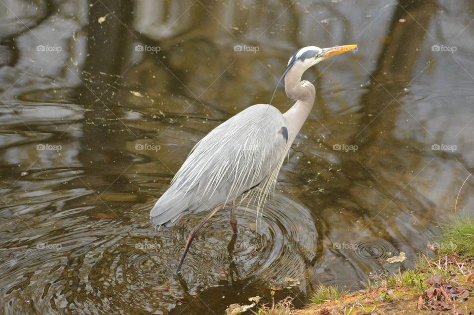 A colorful Great Blue Heron