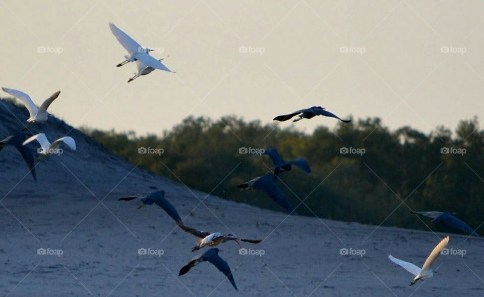 fly over/LakeLife