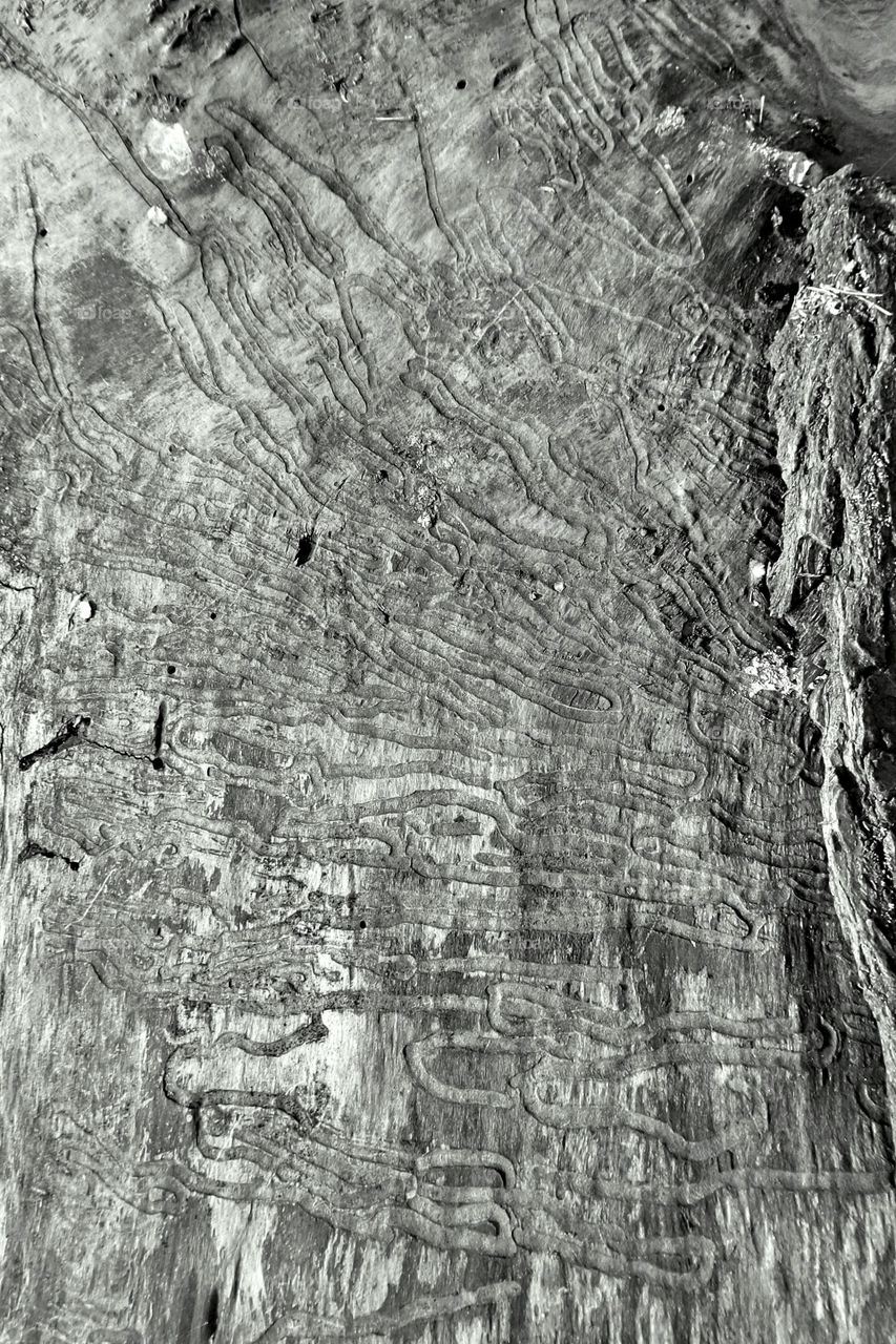 Wood borer art.