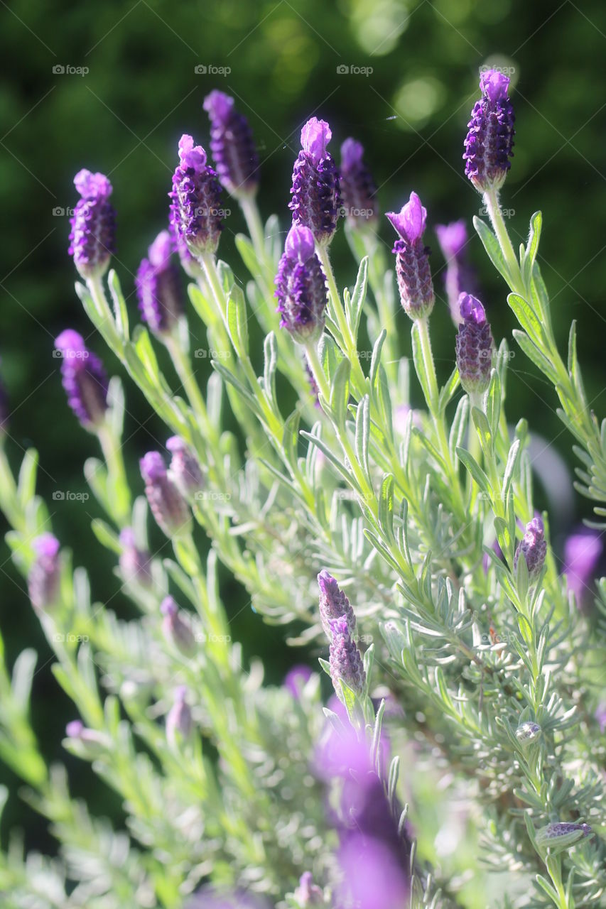 Lavenders blooming on field