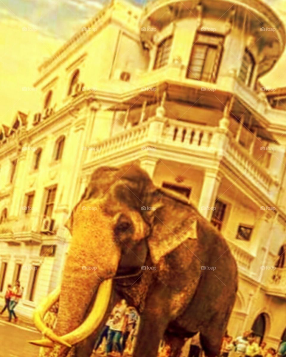 Sri lankan elephant