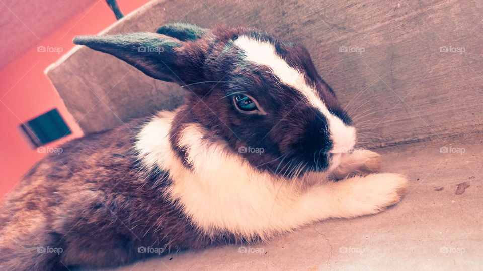 Rabbit Nice Look India