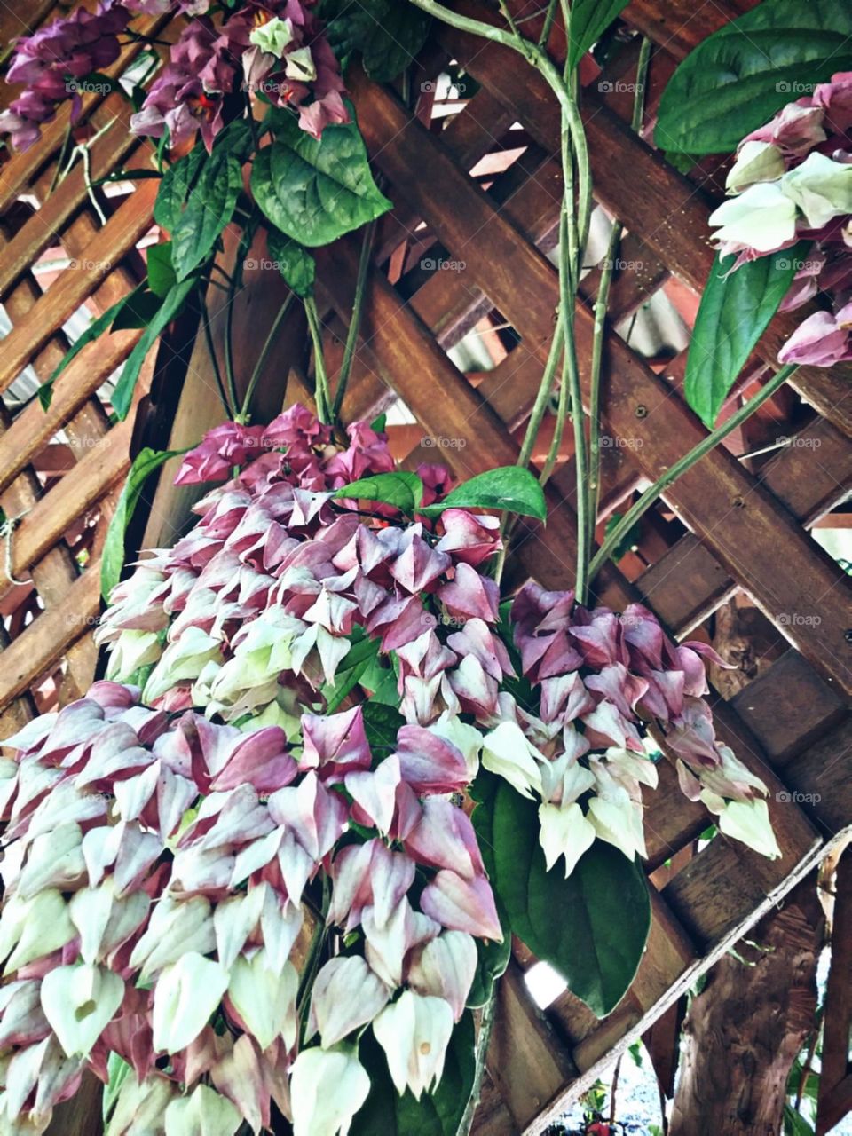 Dobradinhas como origames.